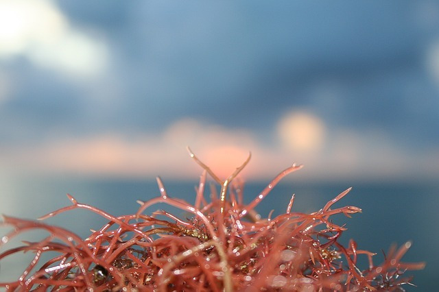 蝦紅素 紅藻
